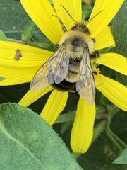 Bombus affinis