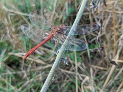 Sympetrum meridionale