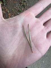 Pinus contorta contorta