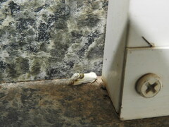 Acontia coquillettii