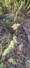Achillea ligustica