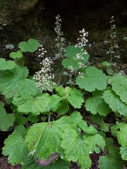 Heuchera missouriensis