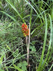 Arisaema