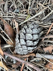 Pinus contorta contorta