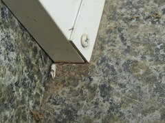 Acontia coquillettii