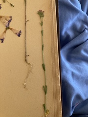 Zeltnera muehlenbergii