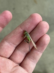 Conocephalus fasciatus