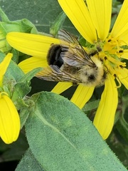 Bombus affinis