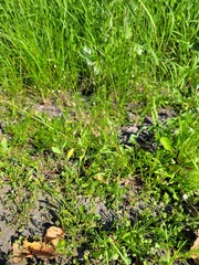 Spergula arvensis