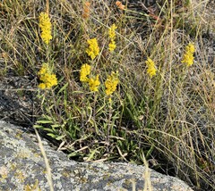 Solidago missouriensis
