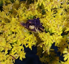 Phymata pennsylvanica