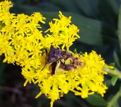 Phymata pennsylvanica