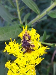 Phymata pennsylvanica