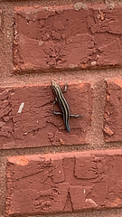 Plestiodon fasciatus