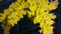 Phymata pennsylvanica