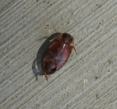 Thermonectus intermedius