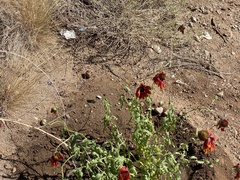 Aspidoscelis neomexicanus