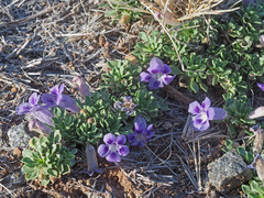 Aptosimum procumbens