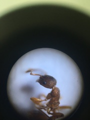 Myrmica rugulosa