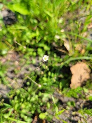 Spergula arvensis