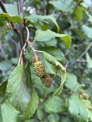 Alnus alnobetula