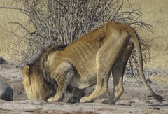 Panthera leo melanochaita