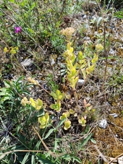 Hylotelephium maximum × spectabile