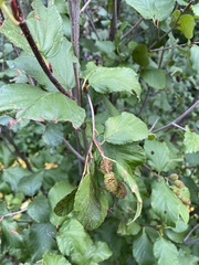 Alnus alnobetula