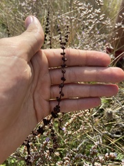 Rumex pulcher woodsii