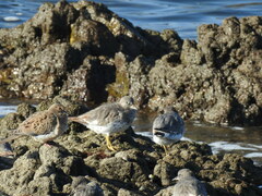 Calidris virgata