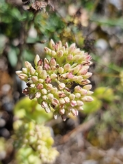 Hylotelephium maximum × spectabile