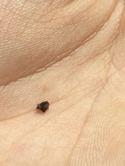 Rumex pulcher woodsii