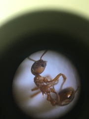 Myrmica rugulosa