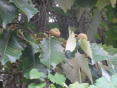 Quercus michauxii