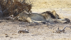 Panthera leo melanochaita