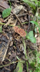 Tubariaceae