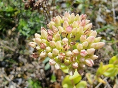 Hylotelephium maximum × spectabile