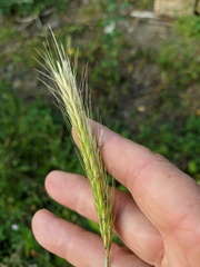 Hordeum bulbosum