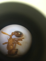 Myrmica rugulosa