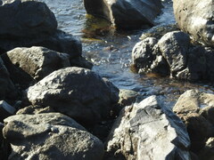 Arenaria melanocephala