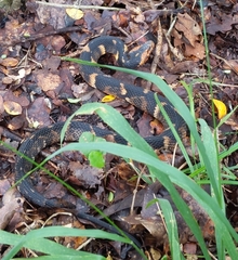 Nerodia fasciata confluens