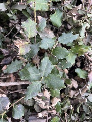 Garrya elliptica