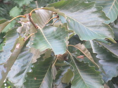 Quercus michauxii