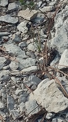 Oedipoda