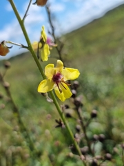 Verbascum blattaria