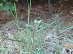 Liatris hirsuta