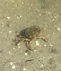 Carcinus