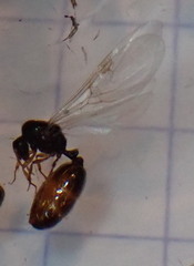 Solenopsis