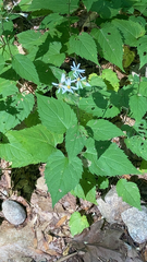 Eurybia divaricata