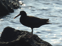 Haematopus bachmani
